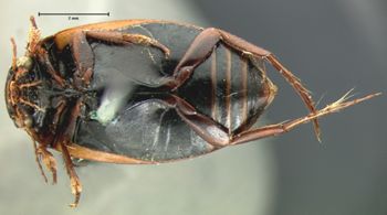 Media type: image;   Entomology 6058 Aspect: habitus ventral view